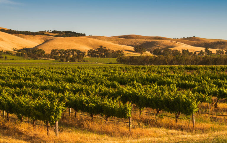 honeymoon shows, Barossa Valley, wine