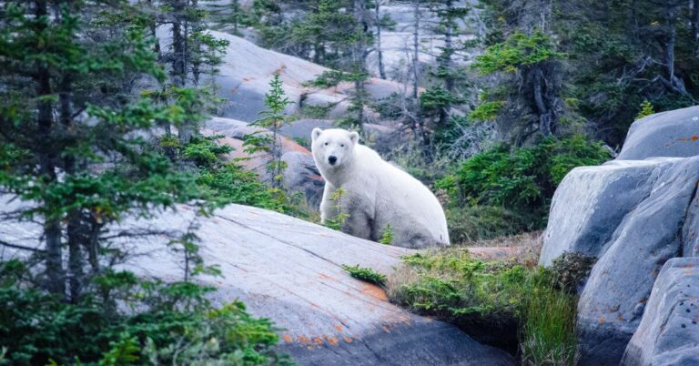 honeymoon shows, Guide-to-Churchill-Manitoba
