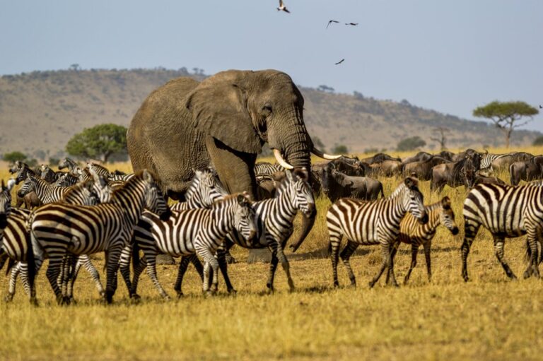 honeymoon shows,Serengeti, Tanzania africa zebra elphant