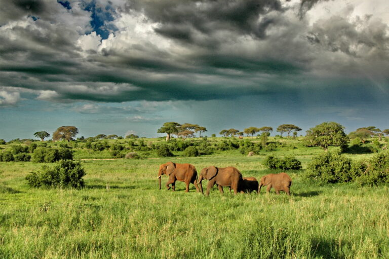 honeymoon shows, Serengeti, Tanzania safari, 10 Unique Honeymoons Africa