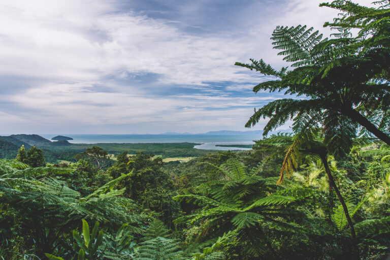 honeymoon shows, The Daintree Rainforest jungle