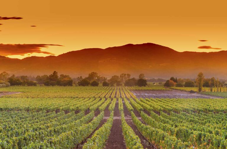 honeymoon shows, napa-valley-california-vineyard